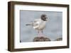 Ecuador, Galapagos National Park. Swallow-tailed gull panting to stay cool.-Jaynes Gallery-Framed Photographic Print