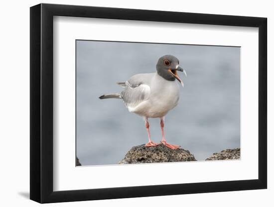 Ecuador, Galapagos National Park. Swallow-tailed gull panting to stay cool.-Jaynes Gallery-Framed Photographic Print