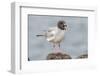 Ecuador, Galapagos National Park. Swallow-tailed gull panting to stay cool.-Jaynes Gallery-Framed Photographic Print