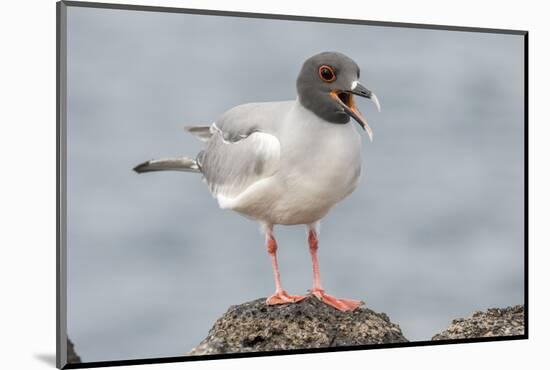 Ecuador, Galapagos National Park. Swallow-tailed gull panting to stay cool.-Jaynes Gallery-Mounted Photographic Print