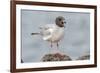 Ecuador, Galapagos National Park. Swallow-tailed gull panting to stay cool.-Jaynes Gallery-Framed Premium Photographic Print