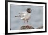 Ecuador, Galapagos National Park. Swallow-tailed gull panting to stay cool.-Jaynes Gallery-Framed Premium Photographic Print