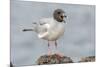 Ecuador, Galapagos National Park. Swallow-tailed gull panting to stay cool.-Jaynes Gallery-Mounted Premium Photographic Print