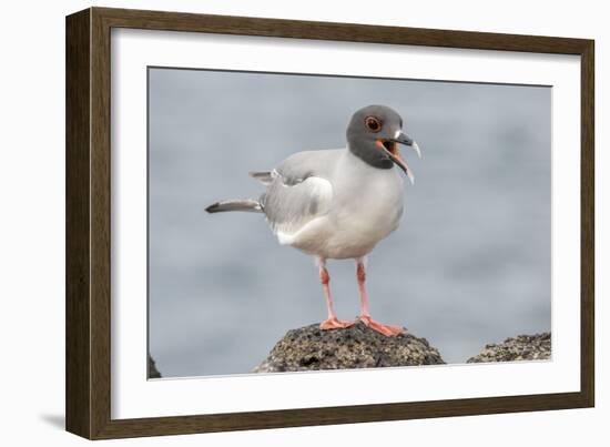 Ecuador, Galapagos National Park. Swallow-tailed gull panting to stay cool.-Jaynes Gallery-Framed Photographic Print