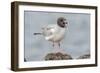 Ecuador, Galapagos National Park. Swallow-tailed gull panting to stay cool.-Jaynes Gallery-Framed Photographic Print