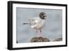 Ecuador, Galapagos National Park. Swallow-tailed gull panting to stay cool.-Jaynes Gallery-Framed Photographic Print