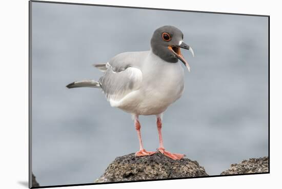 Ecuador, Galapagos National Park. Swallow-tailed gull panting to stay cool.-Jaynes Gallery-Mounted Photographic Print