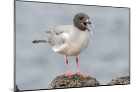 Ecuador, Galapagos National Park. Swallow-tailed gull panting to stay cool.-Jaynes Gallery-Mounted Photographic Print