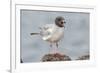 Ecuador, Galapagos National Park. Swallow-tailed gull panting to stay cool.-Jaynes Gallery-Framed Photographic Print