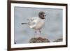 Ecuador, Galapagos National Park. Swallow-tailed gull panting to stay cool.-Jaynes Gallery-Framed Photographic Print