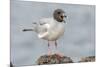 Ecuador, Galapagos National Park. Swallow-tailed gull panting to stay cool.-Jaynes Gallery-Mounted Photographic Print