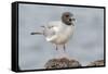 Ecuador, Galapagos National Park. Swallow-tailed gull panting to stay cool.-Jaynes Gallery-Framed Stretched Canvas