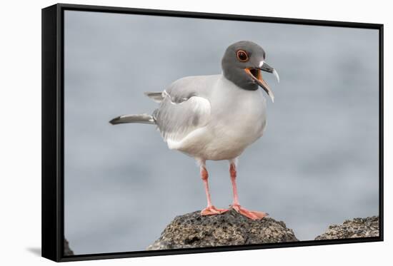 Ecuador, Galapagos National Park. Swallow-tailed gull panting to stay cool.-Jaynes Gallery-Framed Stretched Canvas