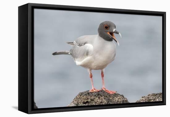 Ecuador, Galapagos National Park. Swallow-tailed gull panting to stay cool.-Jaynes Gallery-Framed Stretched Canvas