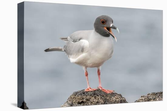 Ecuador, Galapagos National Park. Swallow-tailed gull panting to stay cool.-Jaynes Gallery-Stretched Canvas