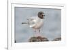 Ecuador, Galapagos National Park. Swallow-tailed gull panting to stay cool.-Jaynes Gallery-Framed Photographic Print