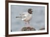 Ecuador, Galapagos National Park. Swallow-tailed gull panting to stay cool.-Jaynes Gallery-Framed Photographic Print