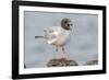 Ecuador, Galapagos National Park. Swallow-tailed gull panting to stay cool.-Jaynes Gallery-Framed Photographic Print