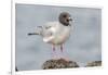 Ecuador, Galapagos National Park. Swallow-tailed gull panting to stay cool.-Jaynes Gallery-Framed Photographic Print