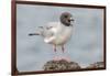 Ecuador, Galapagos National Park. Swallow-tailed gull panting to stay cool.-Jaynes Gallery-Framed Photographic Print