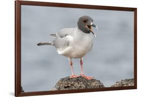 Ecuador, Galapagos National Park. Swallow-tailed gull panting to stay cool.-Jaynes Gallery-Framed Photographic Print