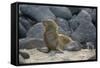 Ecuador, Galapagos, North Seymour Island. Galapagos Sea Lion Pup-Kevin Oke-Framed Stretched Canvas