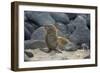 Ecuador, Galapagos, North Seymour Island. Galapagos Sea Lion Pup-Kevin Oke-Framed Photographic Print