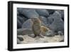 Ecuador, Galapagos, North Seymour Island. Galapagos Sea Lion Pup-Kevin Oke-Framed Photographic Print