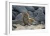 Ecuador, Galapagos, North Seymour Island. Galapagos Sea Lion Pup-Kevin Oke-Framed Photographic Print