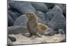 Ecuador, Galapagos, North Seymour Island. Galapagos Sea Lion Pup-Kevin Oke-Mounted Photographic Print