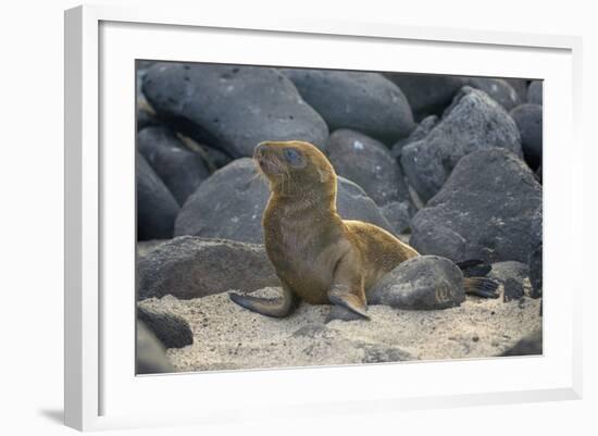 Ecuador, Galapagos, North Seymour Island. Galapagos Sea Lion Pup-Kevin Oke-Framed Photographic Print