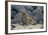 Ecuador, Galapagos, North Seymour Island. Galapagos Sea Lion Pup-Kevin Oke-Framed Photographic Print