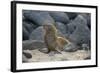 Ecuador, Galapagos, North Seymour Island. Galapagos Sea Lion Pup-Kevin Oke-Framed Photographic Print