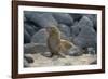 Ecuador, Galapagos, North Seymour Island. Galapagos Sea Lion Pup-Kevin Oke-Framed Photographic Print