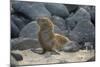 Ecuador, Galapagos, North Seymour Island. Galapagos Sea Lion Pup-Kevin Oke-Mounted Photographic Print