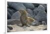 Ecuador, Galapagos, North Seymour Island. Galapagos Sea Lion Pup-Kevin Oke-Framed Photographic Print