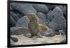 Ecuador, Galapagos, North Seymour Island. Galapagos Sea Lion Pup-Kevin Oke-Framed Photographic Print