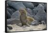 Ecuador, Galapagos, North Seymour Island. Galapagos Sea Lion Pup-Kevin Oke-Framed Stretched Canvas