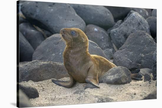 Ecuador, Galapagos, North Seymour Island. Galapagos Sea Lion Pup-Kevin Oke-Stretched Canvas