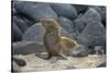 Ecuador, Galapagos, North Seymour Island. Galapagos Sea Lion Pup-Kevin Oke-Stretched Canvas