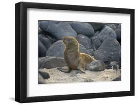 Ecuador, Galapagos, North Seymour Island. Galapagos Sea Lion Pup-Kevin Oke-Framed Photographic Print