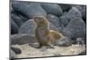 Ecuador, Galapagos, North Seymour Island. Galapagos Sea Lion Pup-Kevin Oke-Mounted Photographic Print