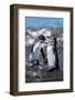 Ecuador, Galapagos, Northwestern coast of Isabela, Tagas Cove. Galapagos penguins-Cindy Miller Hopkins-Framed Photographic Print