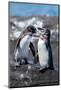 Ecuador, Galapagos, Northwestern coast of Isabela, Tagas Cove. Galapagos penguins-Cindy Miller Hopkins-Mounted Photographic Print