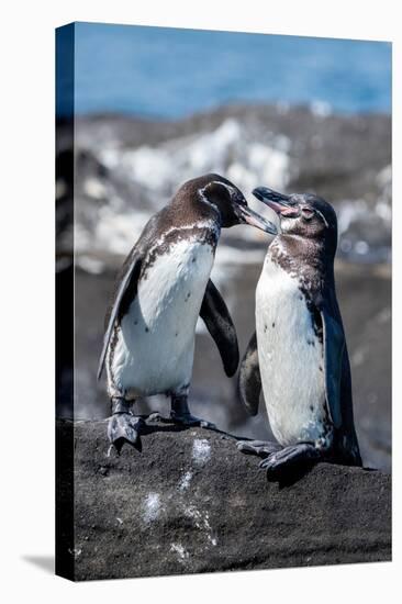 Ecuador, Galapagos, Northwestern coast of Isabela, Tagas Cove. Galapagos penguins-Cindy Miller Hopkins-Stretched Canvas