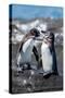 Ecuador, Galapagos, Northwestern coast of Isabela, Tagas Cove. Galapagos penguins-Cindy Miller Hopkins-Stretched Canvas