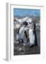 Ecuador, Galapagos, Northwestern coast of Isabela, Tagas Cove. Galapagos penguins-Cindy Miller Hopkins-Framed Photographic Print