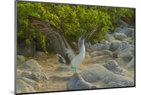 Ecuador, Galapagos NP, San Cristobal. Blue-Footed Booby Displaying-Cathy & Gordon Illg-Mounted Photographic Print