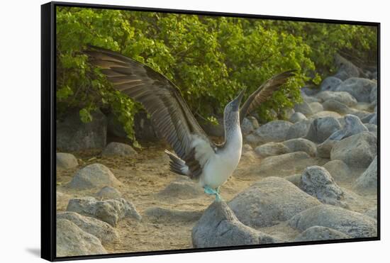 Ecuador, Galapagos NP, San Cristobal. Blue-Footed Booby Displaying-Cathy & Gordon Illg-Framed Stretched Canvas