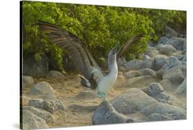 Ecuador, Galapagos NP, San Cristobal. Blue-Footed Booby Displaying-Cathy & Gordon Illg-Stretched Canvas
